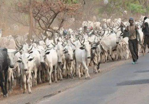 66503 herders speak up against buharis administration 66503 herders speak up against buharis administration