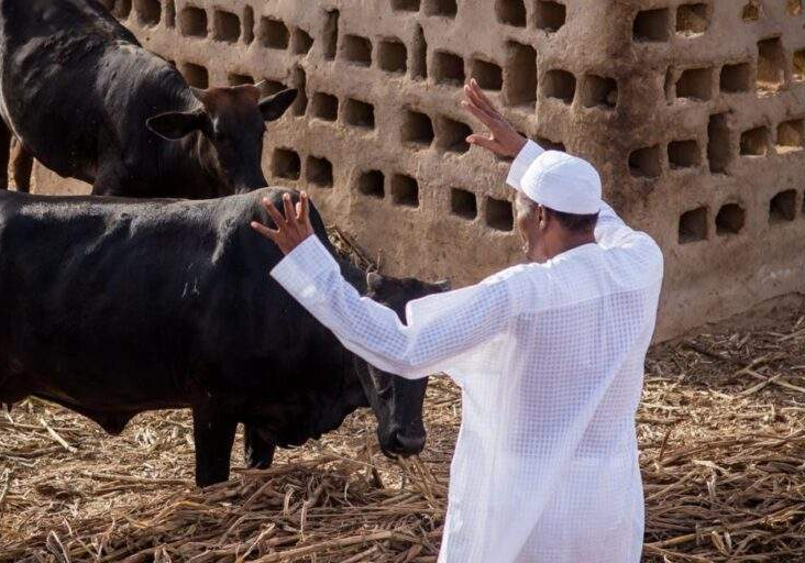 68102 buhari claims cows easier to control than nigerians