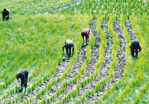 68257 former provost urges universities to prepare students for agric job creation 68257 former provost urges universities to prepare students for agric job creation