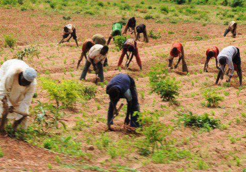 73634 farmers in maiduguri appeal for increased farming timeframe