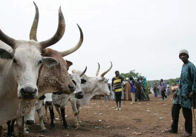 74690 police force foils terrorist threats recovers stolen livestock in katsina 74690 police force foils terrorist threats recovers stolen livestock in katsina
