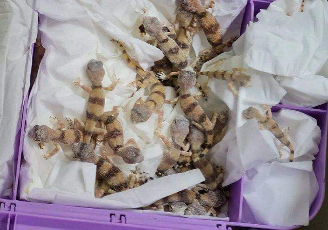 75028 90 reptiles discovered in passengers luggage at vienna airport 75028 90 reptiles discovered in passengers luggage at vienna airport