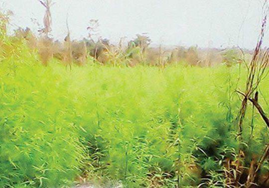 76284 cannabis policies nigeria takes a different stance compared to other countries 76284 cannabis policies nigeria takes a different stance compared to other countries