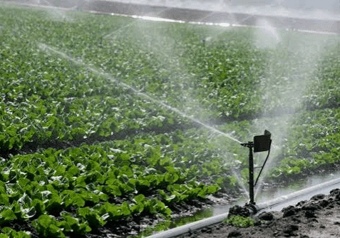 78473 kano state government prioritizes irrigation farming to increase food security 78473 kano state government prioritizes irrigation farming to increase food security