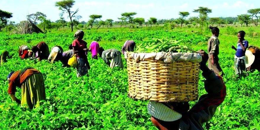 84630 fg ifad dole out farm inputs to taraba farmers 84630 fg ifad dole out farm inputs to taraba farmers