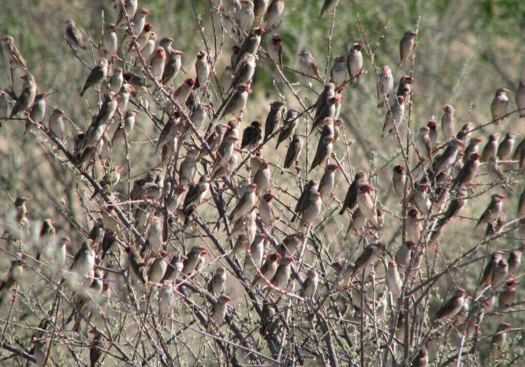 86179 farmers cry for help as quella birds invade rice farms in jigawa