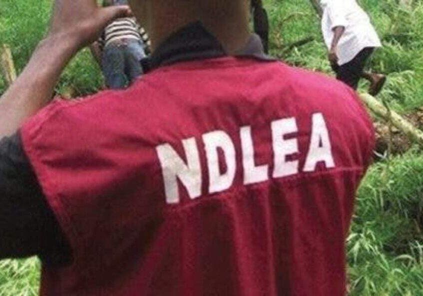 90719 ndlea arrests 214 suspects for drug related offences in gombe 90719 ndlea arrests 214 suspects for drug related offences in gombe