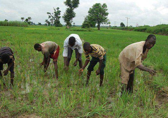 99515 gombe farmers adopt night vigil to safeguard their crops from theft 99515 gombe farmers adopt night vigil to safeguard their crops from theft