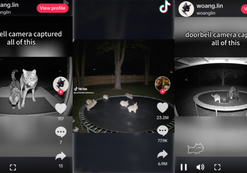 AI-generated animals in fake surveillance footage is fooling the internet