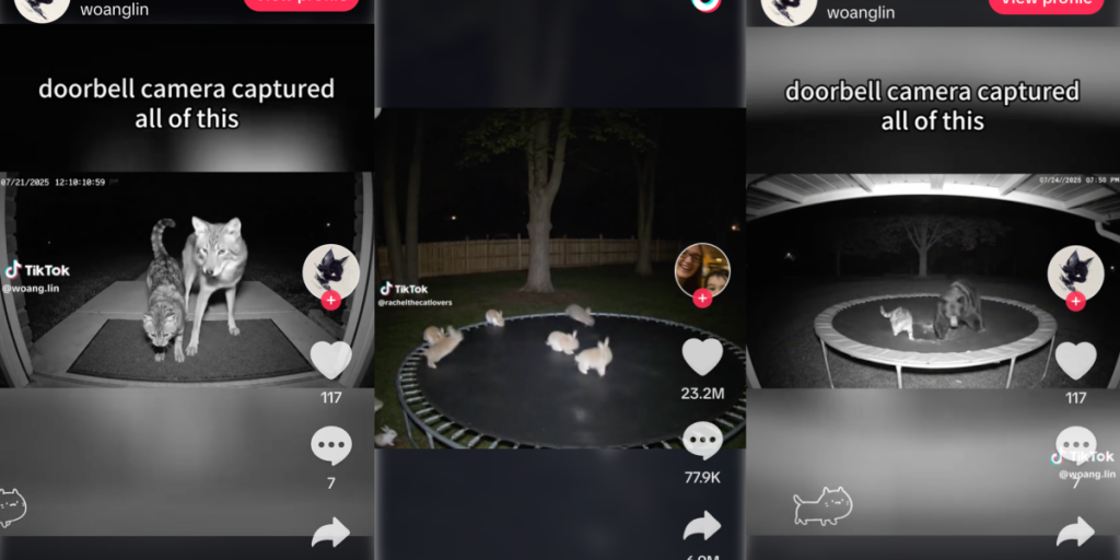 AI-generated animals in fake surveillance footage is fooling the internet