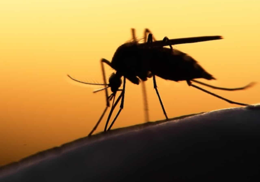 Seasonal malaria chemoprevention campaign begins in Adamawa
