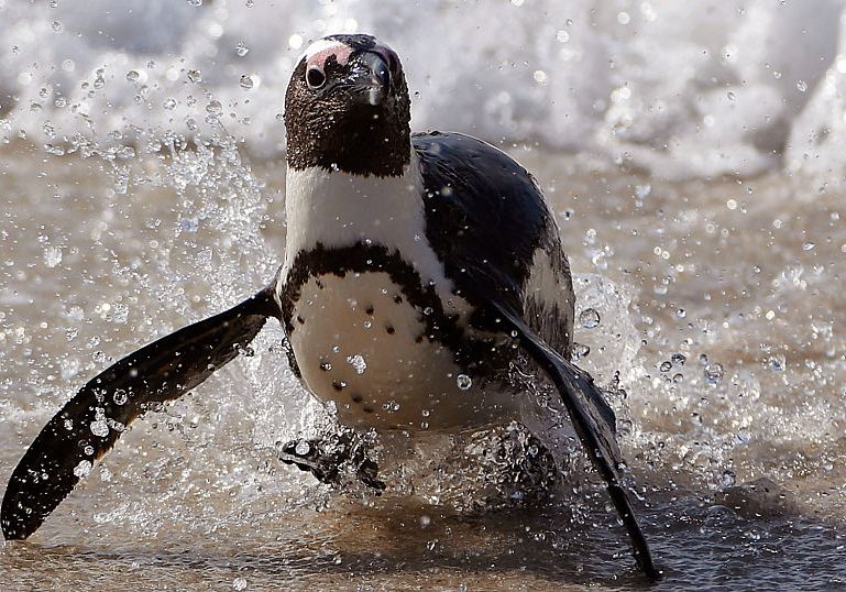 African penguin faces extinction despite new protections