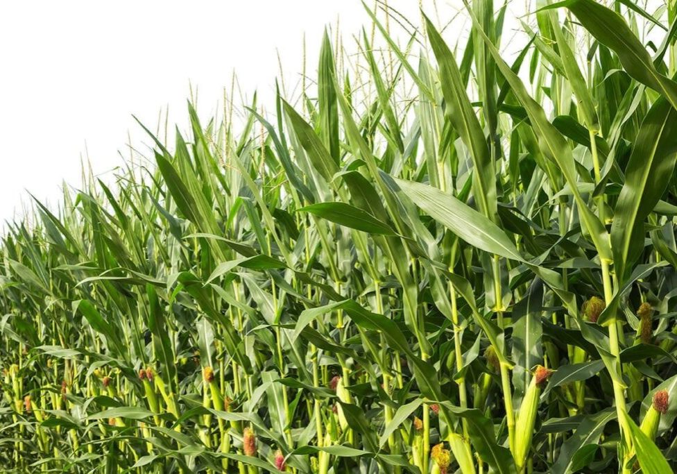 Anambra Govt inaugurates young farmers forum to boost food production Anambra Govt inaugurates young farmers forum to boost food production