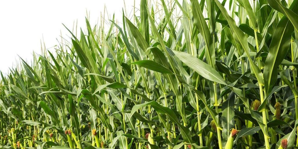 Anambra Govt inaugurates young farmers forum to boost food production Anambra Govt inaugurates young farmers forum to boost food production
