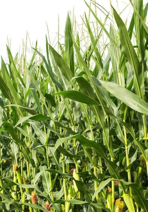 Anambra Govt inaugurates young farmers forum to boost food production