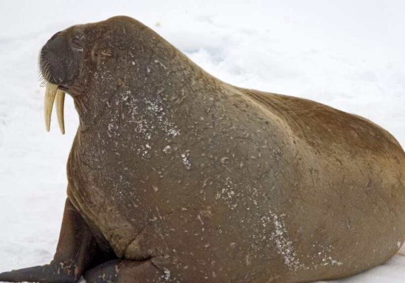 Ancient Walrus Species Revealed: Ontocetus posti's Migration Story Ancient Walrus Species Revealed: Ontocetus posti's Migration Story