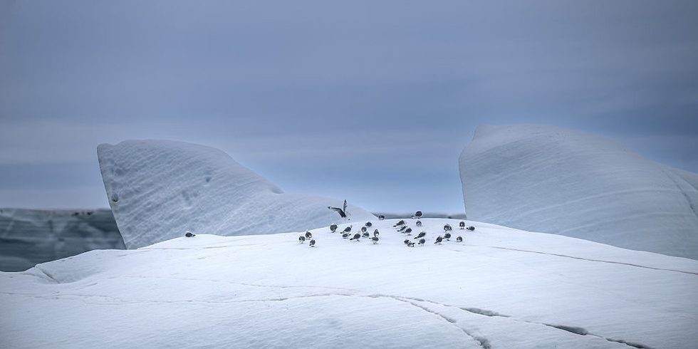Arctic hit by record-breaking summer heat – researchers — RT World News