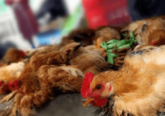 Avian Influenza: Agriculture Ministry to monitor zoonotic risks amid outbreak