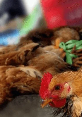 Avian Influenza: Agriculture Ministry to monitor zoonotic risks amid outbreak
