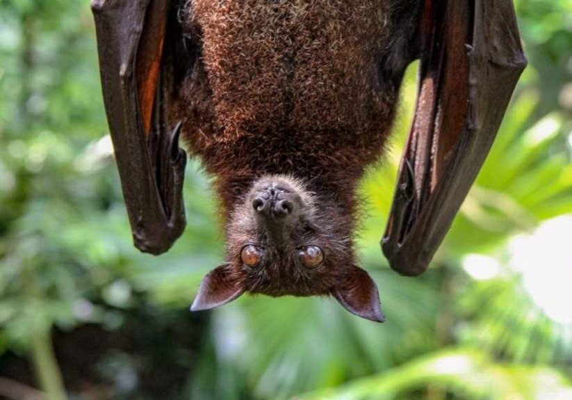 Bats' Decline Linked to Rise in Pesticide Use, Infant Mortality Bats' Decline Linked to Rise in Pesticide Use, Infant Mortality