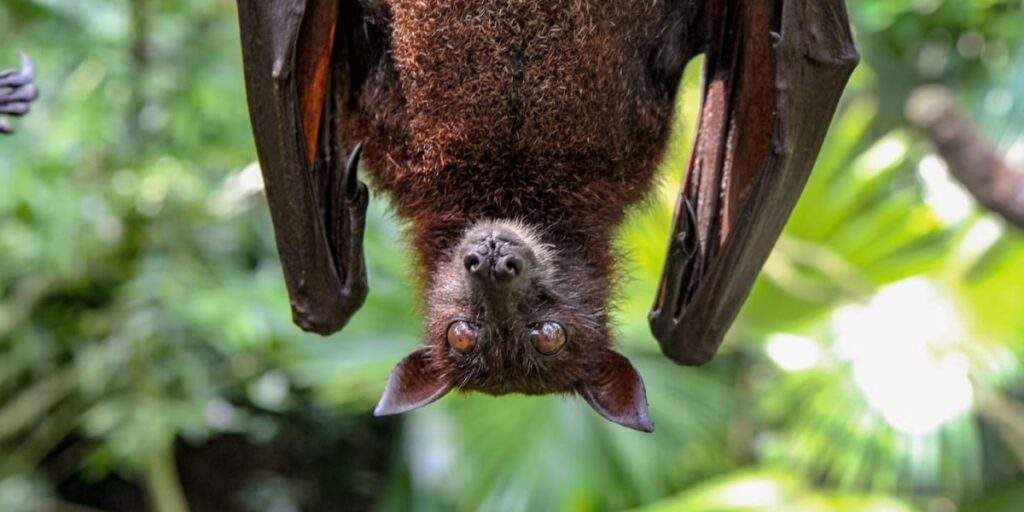 Bats' Decline Linked to Rise in Pesticide Use, Infant Mortality Bats' Decline Linked to Rise in Pesticide Use, Infant Mortality