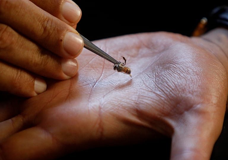 In Kenya, bee stings are being used to treat illnesses