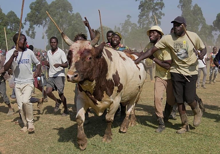 In Kenya's Kakamega County, bullfighting boosts the economy and social unity