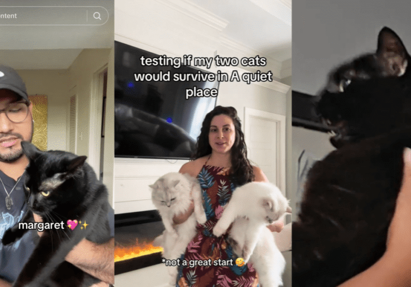 Cats Fail Miserably at Silent Challenge in A Quiet Place