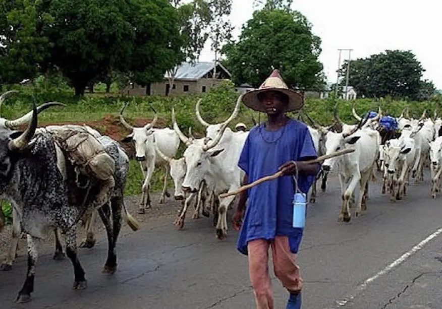 Kebbi: Cattle rustlers attack Augie community, cart away cows, sheep