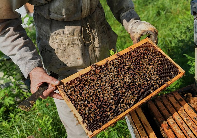 Scientists say warming climate is putting bees at risk