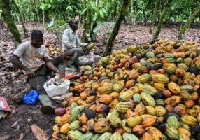 Chocolate Prices High Before Christmas Despite Cocoa Fall