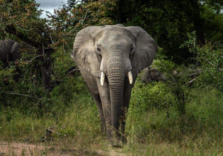 Communities Unite for World Elephant Day Conservation Communities Unite for World Elephant Day Conservation
