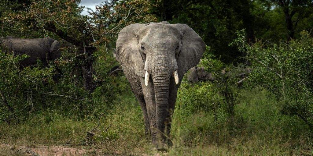 Communities Unite for World Elephant Day Conservation Communities Unite for World Elephant Day Conservation