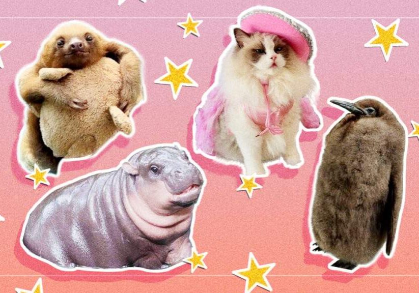 Cuteness Overload The Internets Favorite Furry Viral Sensations Cuteness Overload The Internets Favorite Furry Viral Sensations