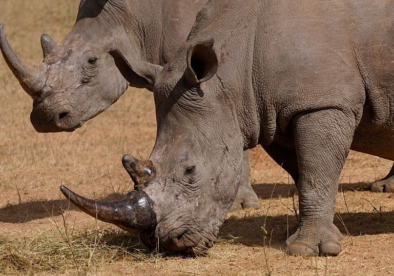 How cutting off rhino horns might help curb poaching