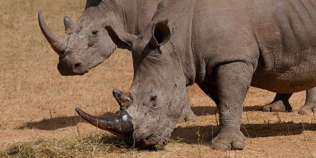 Dehorning Rhinos: A Controversial Solution to Poaching Yields Promising Results How cutting off rhino horns might help curb poaching