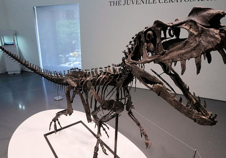 Rare dinosaur skeleton sells for $30 million at Sotheby's 'Geek Week' auction