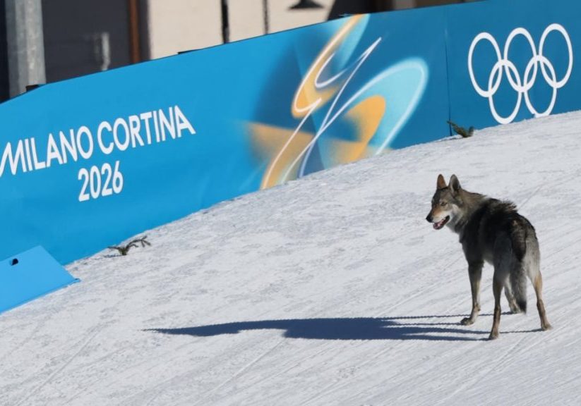 A very good dog interrupts women's Olympic ski race