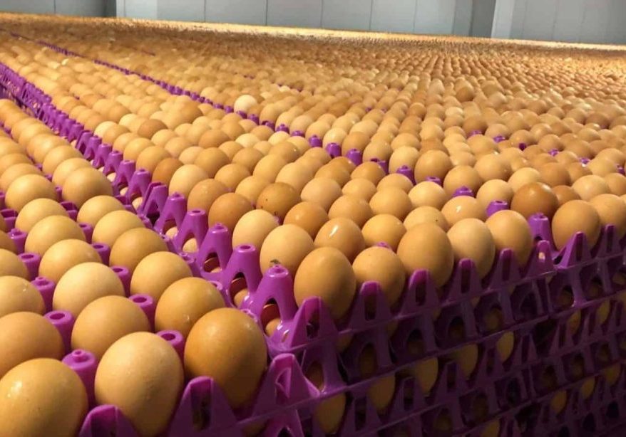 Why egg prices increased to N8,500 in Nigeria – Oyiola