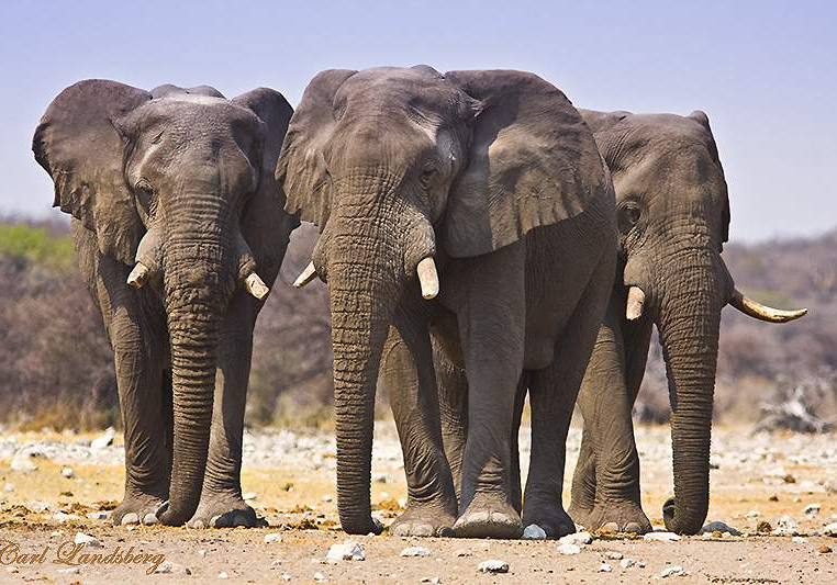 Elephants Invade Borno, Destroy Farmlands in Cameroon Border Elephants Invade Borno, Destroy Farmlands in Cameroon Border