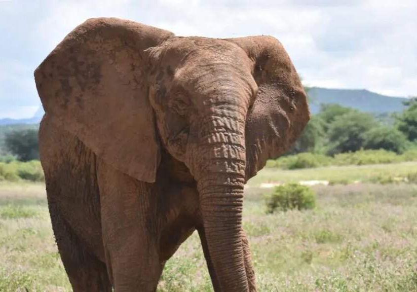 Elephants invade Borno farmlands, destruction reported for 5 years Elephants invade Borno farmlands, destruction reported for 5 years