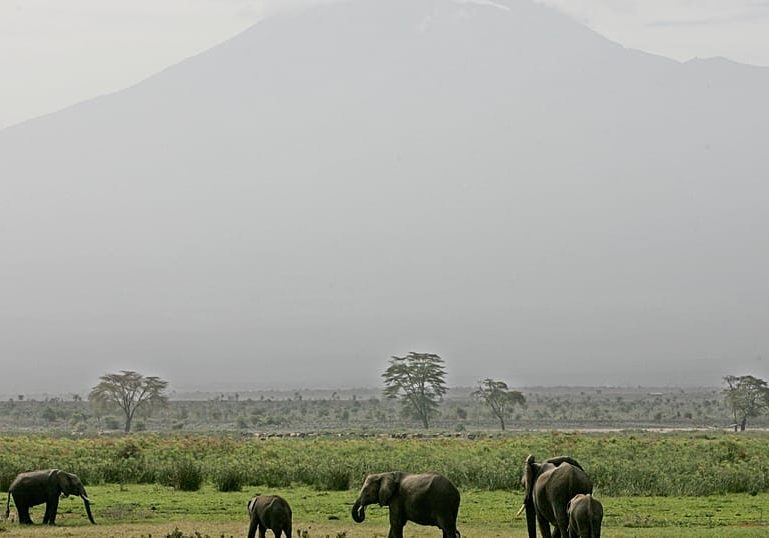 Elephants' calm response to drones opens new doors for observation - Study