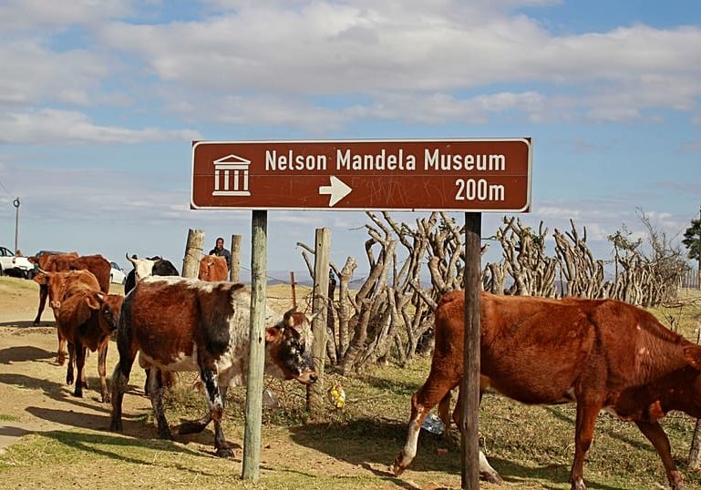 South Africa starts extensive vaccine campagin against FMD in cattle