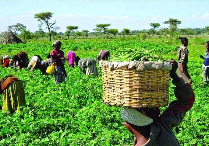 Farmers Farmers