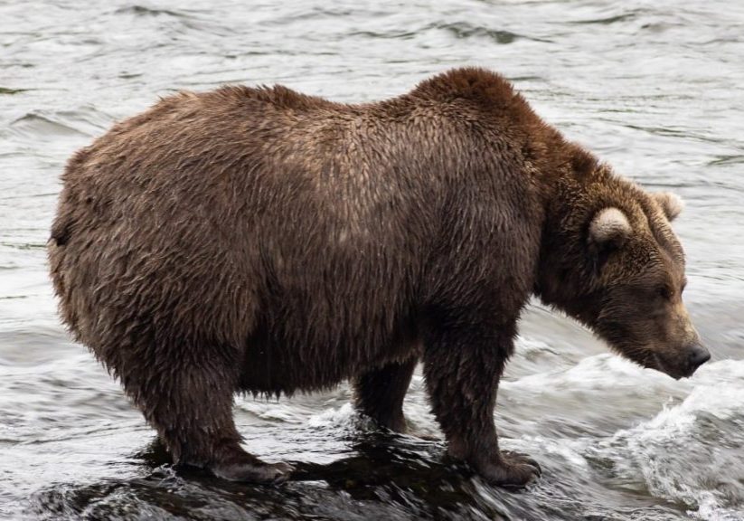 All hail Chunk, the winner of Fat Bear Week (and our hearts)