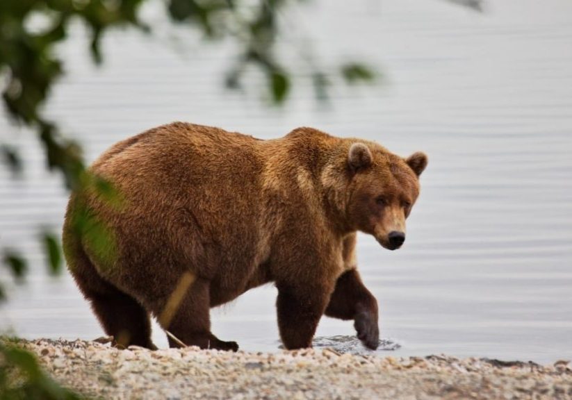 It's Fat Bear Week 2025! How to watch the livestreams and vote.