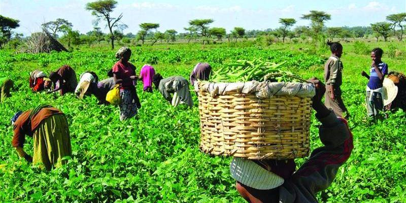 Federal Government Empowers Farmers in Abia Kebbi and Yobe with Federal Government Empowers Farmers in Abia Kebbi and Yobe with
