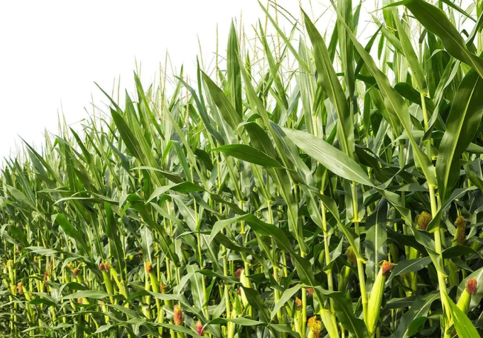 Food Price Cut: Why Nigerian farmers should not cultivate maize, rice - Tedheke