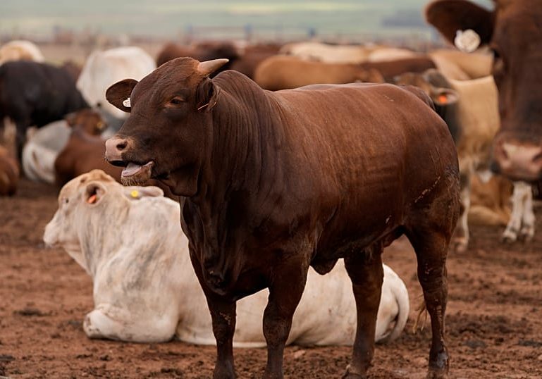 South African farmers reeling from foot-and-mouth disaster