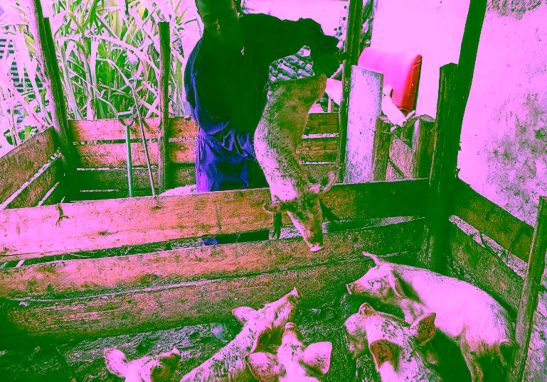 Former Gang Members Turn to Farming to Feed and Empower They once lived the 'gangster life.' Now they tackle food insecurity in Kenya's slums